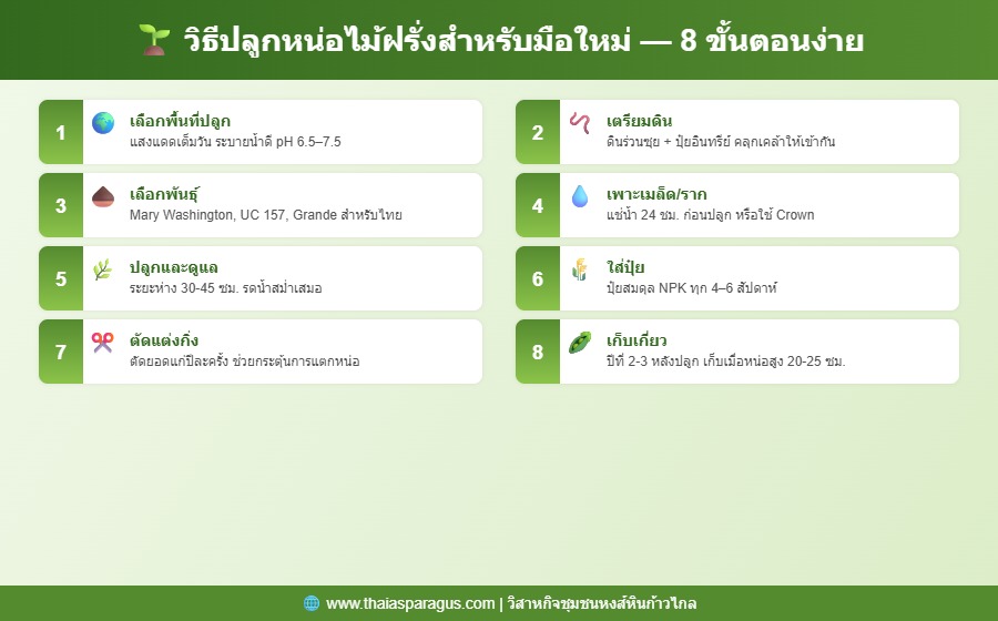 อินโฟกราฟิก 8 ขั้นตอนปลูกหน่อไม้ฝรั่ง